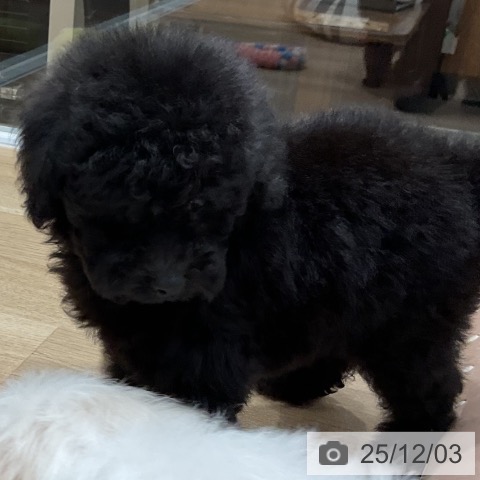 トイ・プードルの写真