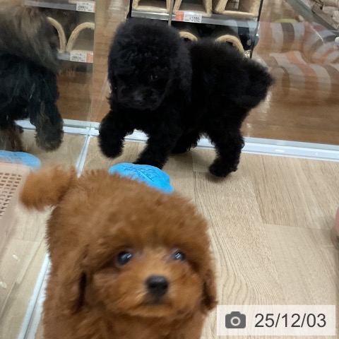 トイ・プードルの写真