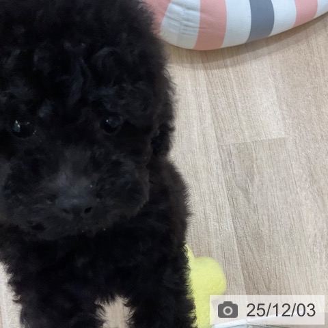 福岡県のトイプードル(トイ) (ペットプラス 八幡東店/2025年9月23日生まれ/女の子/ブラック)の子犬の4枚目の画像