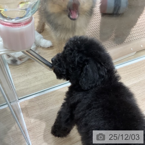 福岡県のトイプードル(トイ) (ペットプラス 八幡東店/2025年9月23日生まれ/女の子/ブラック)の子犬の3枚目の画像