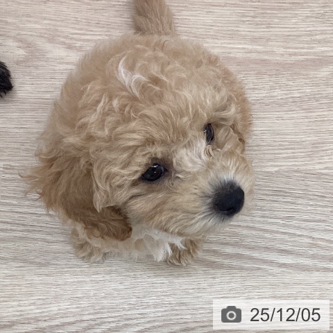 トイ・プードルの写真