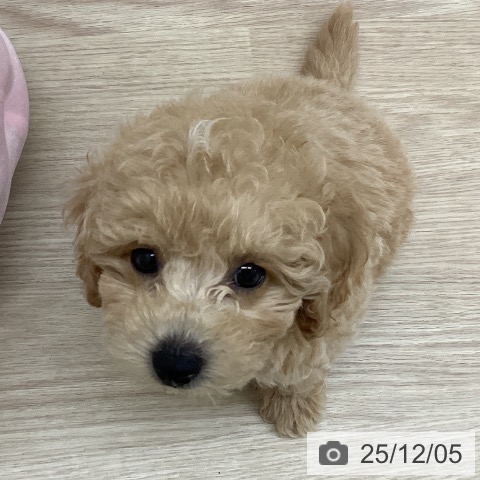 トイ・プードルの写真