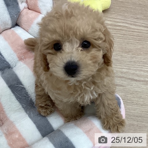 長崎県のトイプードル(トイ) (ペットプラス 長崎店/2025年9月26日生まれ/男の子/クリーム)の子犬の4枚目の画像