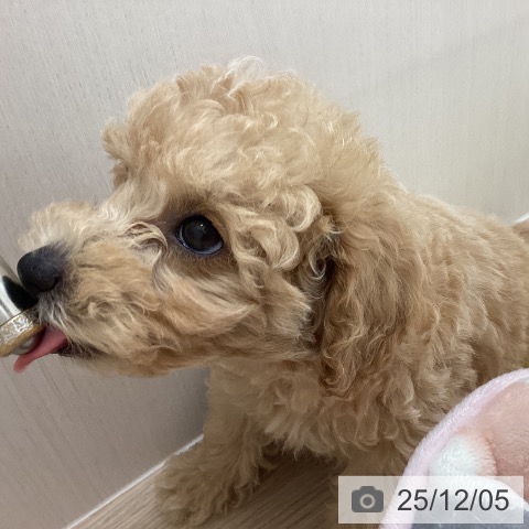 長崎県のトイプードル(トイ) (ペットプラス 長崎店/2025年9月26日生まれ/男の子/クリーム)の子犬の3枚目の画像