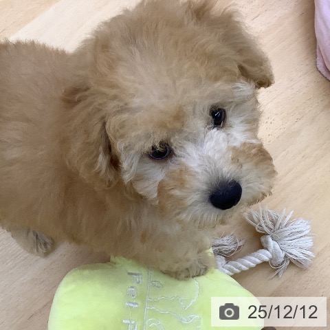 トイ・プードルの写真