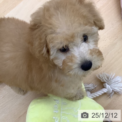 トイ・プードルの写真