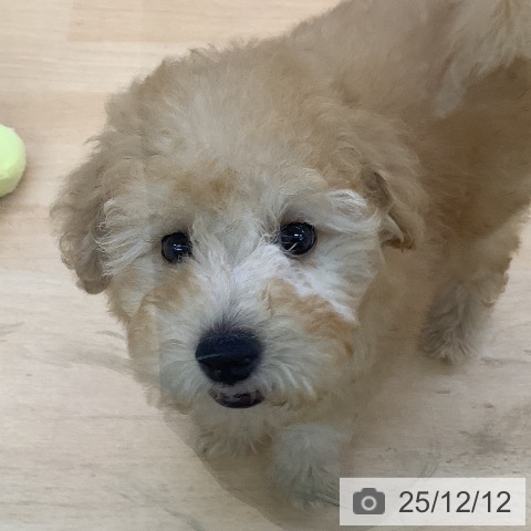 トイ・プードルの写真