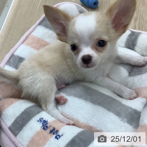 長崎県のチワワ(ロング) (ペットプラス 長崎店/2025年9月26日生まれ/男の子/クリームホワイト)の子犬の4枚目の画像