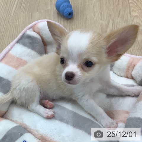 長崎県のチワワ(ロング) (ペットプラス 長崎店/2025年9月26日生まれ/男の子/クリームホワイト)の子犬の3枚目の画像