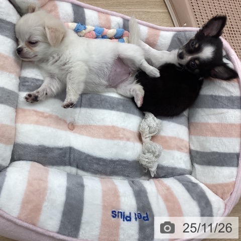 福岡県のチワワ(ロング) (ペットプラス 春日店/2025年9月26日生まれ/女の子/ホワイトクリーム)の子犬の4枚目の画像