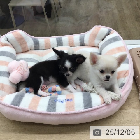 福岡県のチワワ(ロング) (ペットプラス 春日店/2025年9月26日生まれ/女の子/ホワイトクリーム)の子犬の3枚目の画像