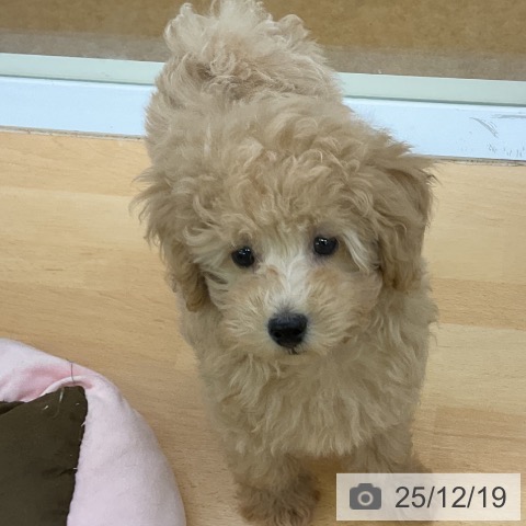 福岡県のトイプードル(トイ) (ペットプラス 福岡店/2025年9月24日生まれ/男の子/アプリコット)の子犬の4枚目の画像