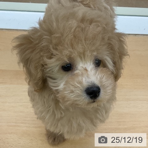 福岡県のトイプードル(トイ) (ペットプラス 福岡店/2025年9月24日生まれ/男の子/アプリコット)の子犬の3枚目の画像