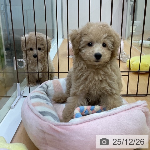 福岡県のトイプードル(トイ) (ペットプラス 福岡店/2025年9月24日生まれ/男の子/アプリコット)の子犬の3枚目の画像