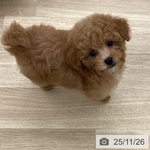 トイ・プードルの写真