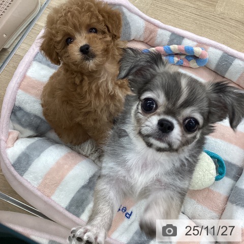 トイ・プードルの写真