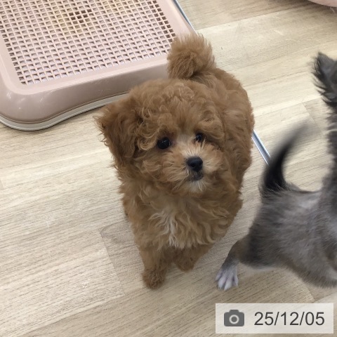 福岡県のトイプードル(トイ) (ペットプラス 春日店/2025年9月24日生まれ/女の子/レッド)の子犬の4枚目の画像