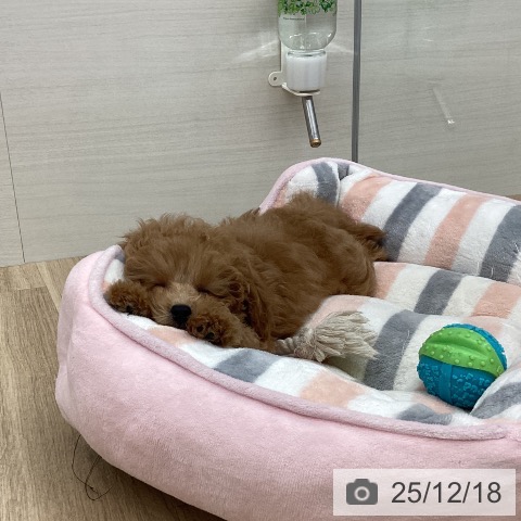 福岡県のトイプードル(トイ) (ペットプラス 春日店/2025年9月24日生まれ/女の子/レッド)の子犬の4枚目の画像