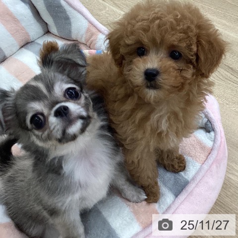 トイ・プードルの写真