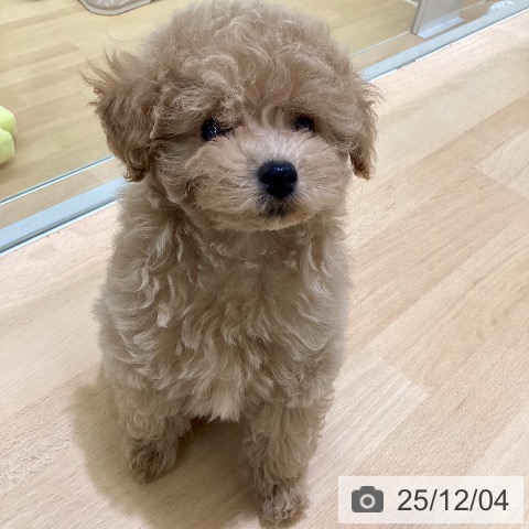 熊本県のトイプードル(トイ) (ペットプラス 熊本店/2025年9月24日生まれ/女の子/アプリコット)の子犬の4枚目の画像