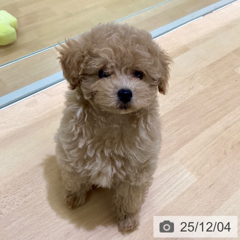 熊本県のトイプードル(トイ) (ペットプラス 熊本店/2025年9月24日生まれ/女の子/アプリコット)の子犬の3枚目の画像