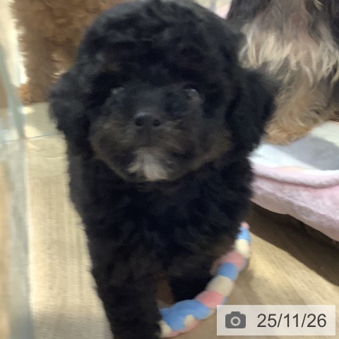 トイ・プードルの写真