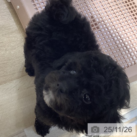 トイ・プードルの写真