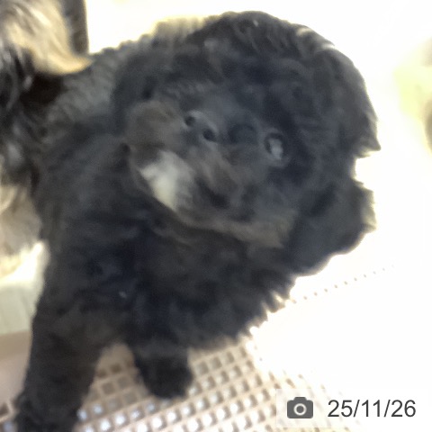 トイ・プードルの写真