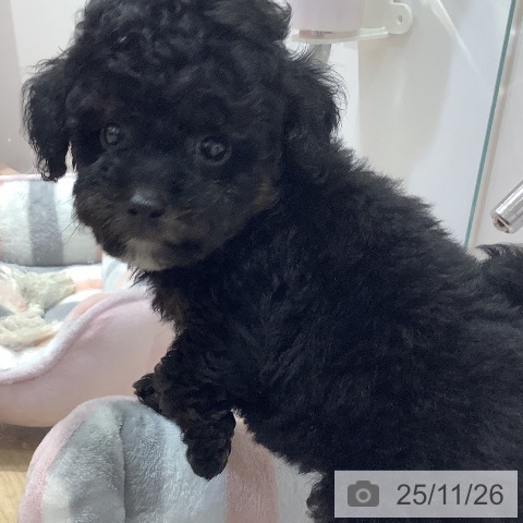 トイ・プードルの写真