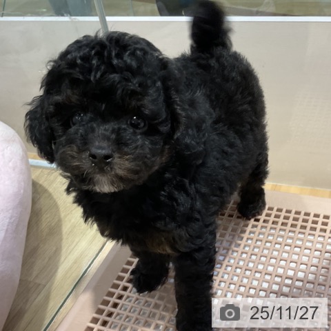 トイ・プードルの写真