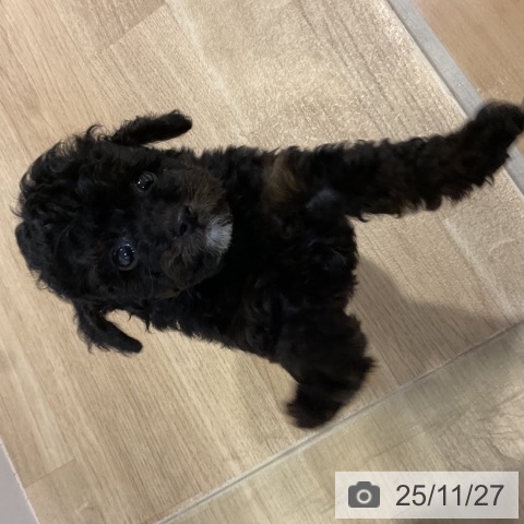 トイ・プードルの写真