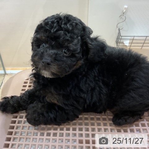 トイ・プードルの写真