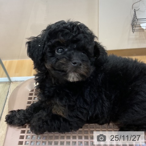 トイ・プードルの写真