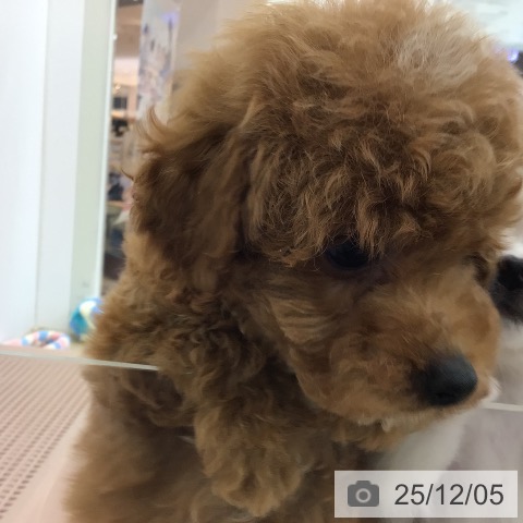 宮崎県のトイプードル(トイ) (ペットプラス 宮崎店/2025年9月25日生まれ/男の子/レッド)の子犬の4枚目の画像