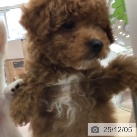 宮崎県のトイプードル(トイ) (ペットプラス 宮崎店/2025年9月25日生まれ/男の子/レッド)の子犬の3枚目の画像