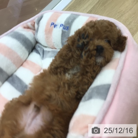 宮崎県のトイプードル(トイ) (ペットプラス 宮崎店/2025年9月25日生まれ/男の子/レッド)の子犬の4枚目の画像