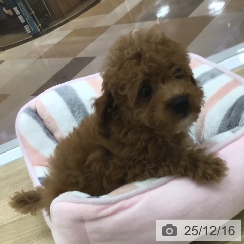 宮崎県のトイプードル(トイ) (ペットプラス 宮崎店/2025年9月25日生まれ/男の子/レッド)の子犬の3枚目の画像