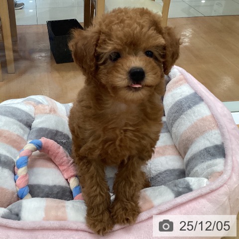 福岡県のトイプードル(トイ) (ペットプラス 黒崎店/2025年9月25日生まれ/女の子/レッド)の子犬の3枚目の画像