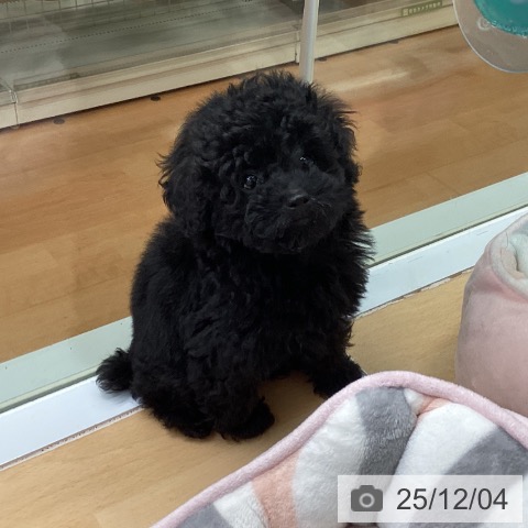 トイ・プードルの写真