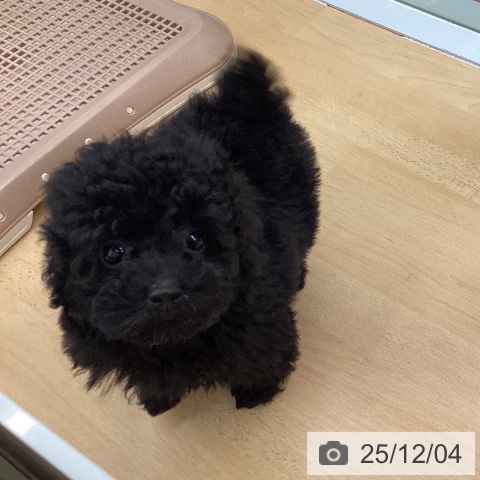 福岡県のトイプードル(トイ) (ペットプラス 黒崎店/2025年9月24日生まれ/男の子/ブラック)の子犬の3枚目の画像