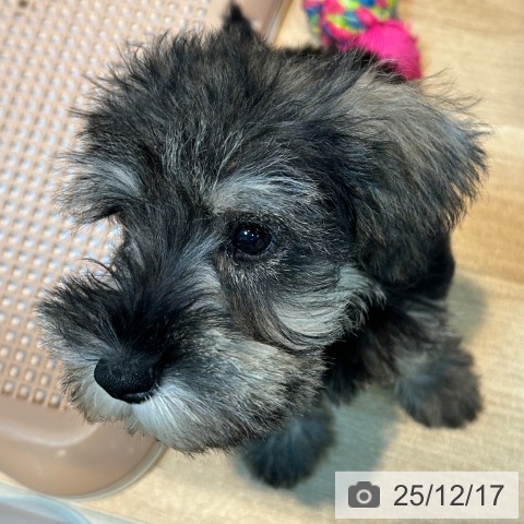 京都府のミニチュアシュナウザー (ペットプラス イオンモールKYOTO店/2025年9月24日生まれ/男の子/ソルトペッパー)の子犬の4枚目の画像