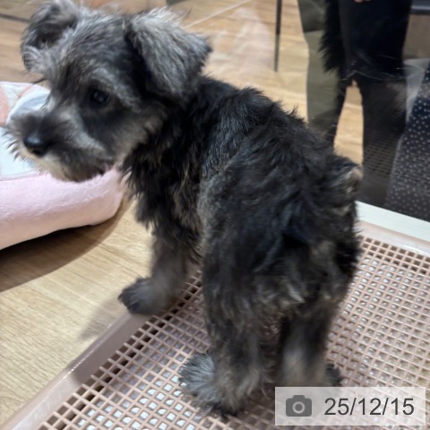 ミニチュア・シュナウザーの写真