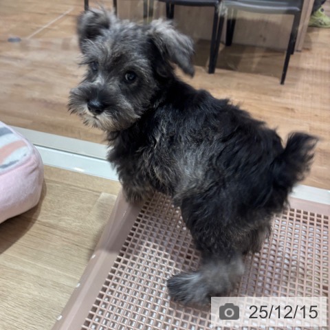 ミニチュア・シュナウザーの写真