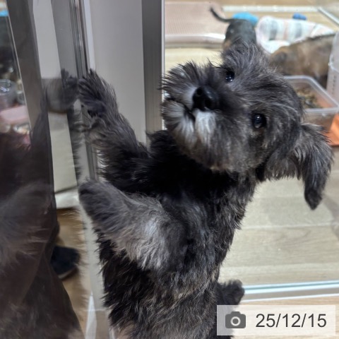 大阪府のミニチュアシュナウザー (ペットプラス イオン大日店/2025年9月24日生まれ/男の子/ソルトペッパー)の子犬の4枚目の画像