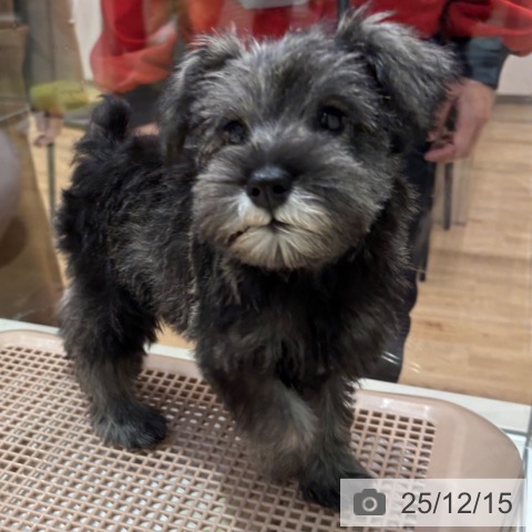 大阪府のミニチュアシュナウザー (ペットプラス イオン大日店/2025年9月24日生まれ/男の子/ソルトペッパー)の子犬の3枚目の画像