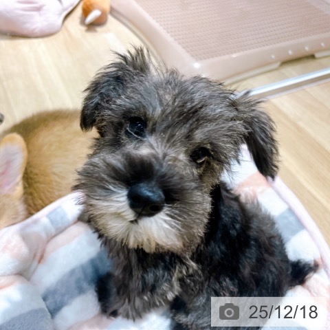 ミニチュア・シュナウザーの写真