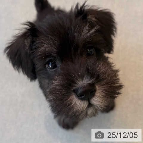 福岡県のミニチュアシュナウザー (ペットプラス ららぽーと福岡店/2025年9月24日生まれ/男の子/ブラックシルバー)の子犬の4枚目の画像