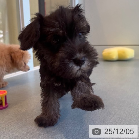 福岡県のミニチュアシュナウザー (ペットプラス ららぽーと福岡店/2025年9月24日生まれ/男の子/ブラックシルバー)の子犬の3枚目の画像