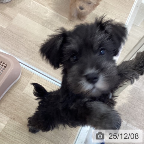 福岡県のミニチュアシュナウザー (ペットプラス ららぽーと福岡店/2025年9月24日生まれ/男の子/ブラックシルバー)の子犬の3枚目の画像