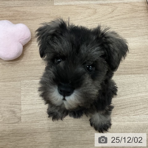 ミニチュア・シュナウザーの写真